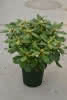 Rhododendron Claudine D 6 30-40 