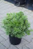Pieris japonica Little Heath C6 Lavendelheide