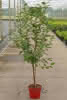 Prunus cerasus Schattenmorelle CAC D 7,5 Sauerkirsche