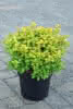 Berberis thunbergii Limoncello C4,5 Berberitze
