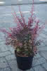 Berberis thunbergii Rose Glow C4,5 Berberitze