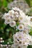 Deutzia compacta Lavender Time C4,5 kompakte Deutzie