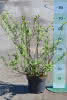 Prima Deutzia Mont Rose C4,5 Rosendeutzie