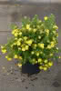 Potentilla frutic. Dakota Sunspot C4,5 Fünffingerstrauch