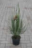 Cytisus in Sort C3 60-80 Edelginster