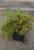 Potentilla fruticosa Bella Sol C 4,5 Fingerstrauch