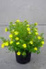 Potentilla frutic. Dakota Sunspot C2,8 Fünffingerstrauch