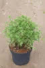 Potentilla fruticosa Lovely Pink C4,5 Fünffingerstrauch