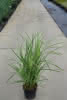Miscanthus sinensis Variegatus C 6 China-Schilf