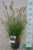Pennisetum alopecuroides Hameln C 6 Lampenputzergras
