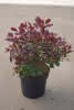 Cotinus coggygria Lilla C 4,5 30-40 Perückenstrauch