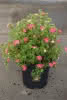 Potentilla fruticosa Bellissima C4,5 Fünffingerstrauch