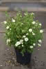 Potentilla fruticosa Creme Brulee C4,5 Fünffingerstrauch