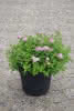 Spiraea japonica Little Princess C4,5 Sommerspiere