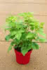 Rubus idaeus Tula Magic D3,4 30-40 Himbeere