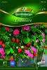 Erdbeere Toscana Premium