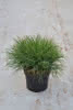 Pinus mugo mughus P 13 3 Tr.- Krummholzkiefer