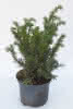 Taxus baccata Repandens C 2 20-25 Tafel-Eibe, Kissen-Eibe