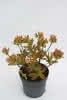 Azalea knap hill Golden Sunset C 6 Schmuck-Azalee