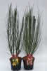 Cytisus i.S. C1,5 40 60 