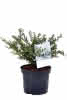 Ilex crenata Glorie Gem C2,8 jap. Stechpalme