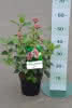 Viburnum tinus Lisarose C 2,8 Schneeball