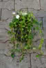 Vinca minor Duo blau-weiss C1,5 