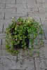 Vinca minor Duo rot-weiss C1,5 