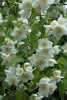 Philadelphus Natchez C4,5 Gartenjasmin