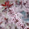 Prima Prunus cistena C6 Zwerg-Blutpflaume