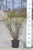 Spiraea arguta C4,5 Brautspiere