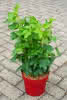 Ribes nigrum Ben Tirran -R- 3,4 30 40 