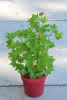 Ribes rubrum RoteHolländische D3,4 30-40 Johannisbeere