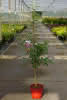Malus dom. Gala CAC D 7,5 Apfel