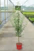 Pyrus com Williams Christ CAC D 7,5 Birne