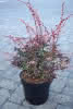 Berberis thunbergii Harlequin C4,5 Berberitze