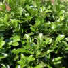 Prima Prunus lauroc.Novita C2,8 Kirschlorbeer