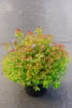 Spiraea japonica ZEN Spirit Caramel C4,5 Spierstrauch