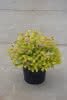 Spiraea japonica Golden Princess C4,5 Sommerspiere