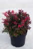Prima Berberis thunbergii A. Nana C2,8 Kleine Blutberberitze