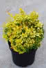 Berberis thunbergii Golden Nugget C2,8 Berberitze
