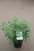 Caryopteris cland. Heavenly Blue C4,5 Bartblume