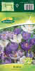 GP Krokus Großblum.Bla/Wei Msg 8/9 25St. Grosspack
