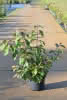 Prima Callicarpa bodinieri ProfusionC4,5 Liebesperlenstrauch
