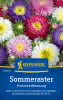 KK Sommeraster Prinzess Mischung KK-PG D
