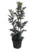 Prima Sambucus nigra Laced Up C6 Holunder
