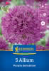 KK Allium Purple Sensation 5St SP- Hbzw-PG Rot