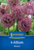 KK Allium OStara 4St SP-Hbzw-PG Türkis