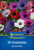 KK Anemone de Caen 20St SP-Hbzw-PG Türkis