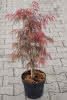 Prima Acer palmatum DissectumGarnet C4,5 Roter Schlitzahorn
